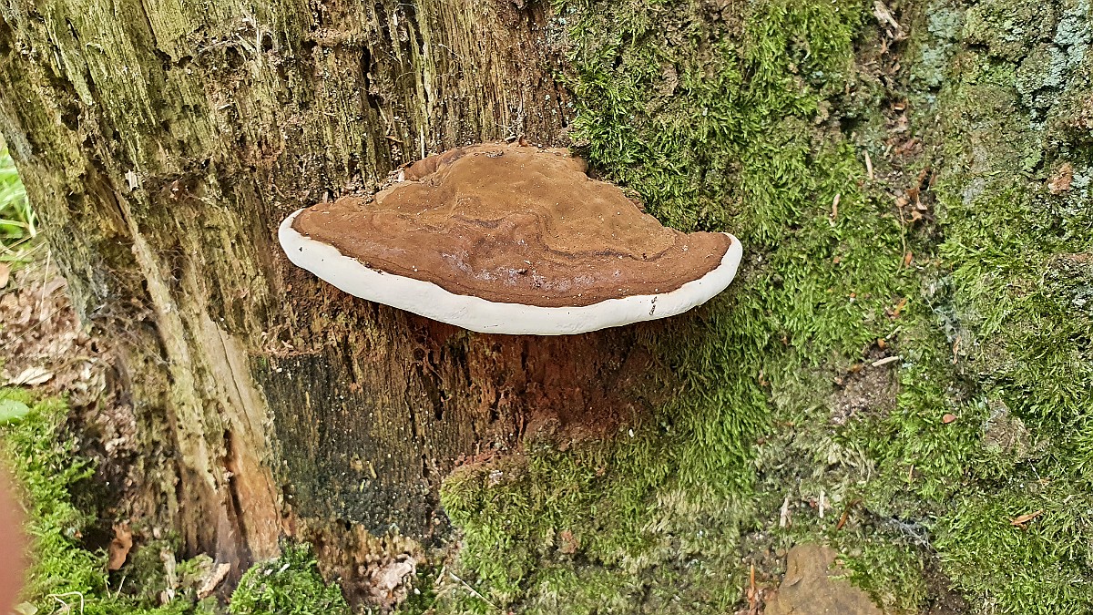 Platte Tonderzwam [17635] 04-sep-2021 (Getelo).jpg - Platte Tonderzwam [Ganoderma lipsiense]